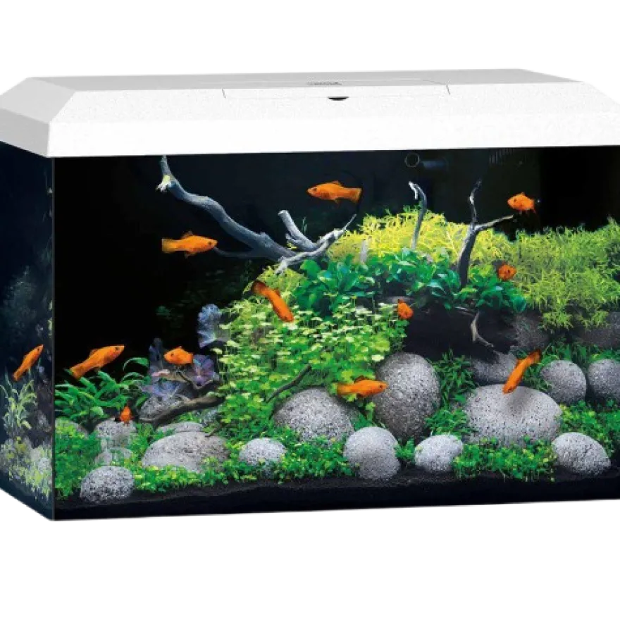 Akvarium Primo 70 Hvit 2.0 61x31x44 cm 70L