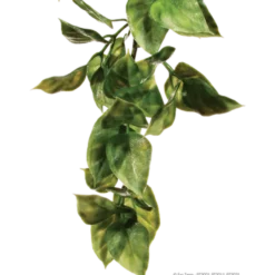 Amapallo - Hengende regnskog/jungelplanter Grønn Medium