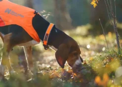 Beskyttende krage 45 oransje