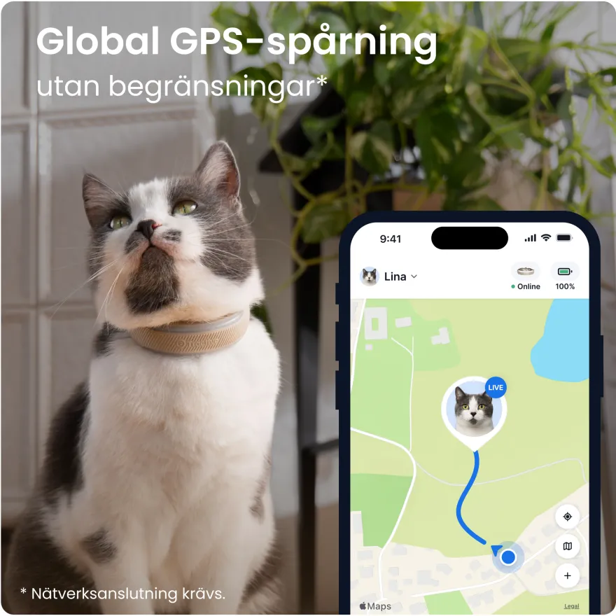 CAT 6 Mini GPS Brun