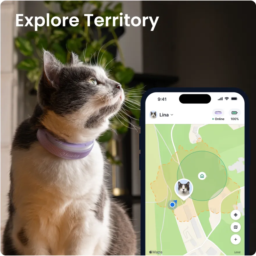 CAT 6 Mini GPS Lavendel