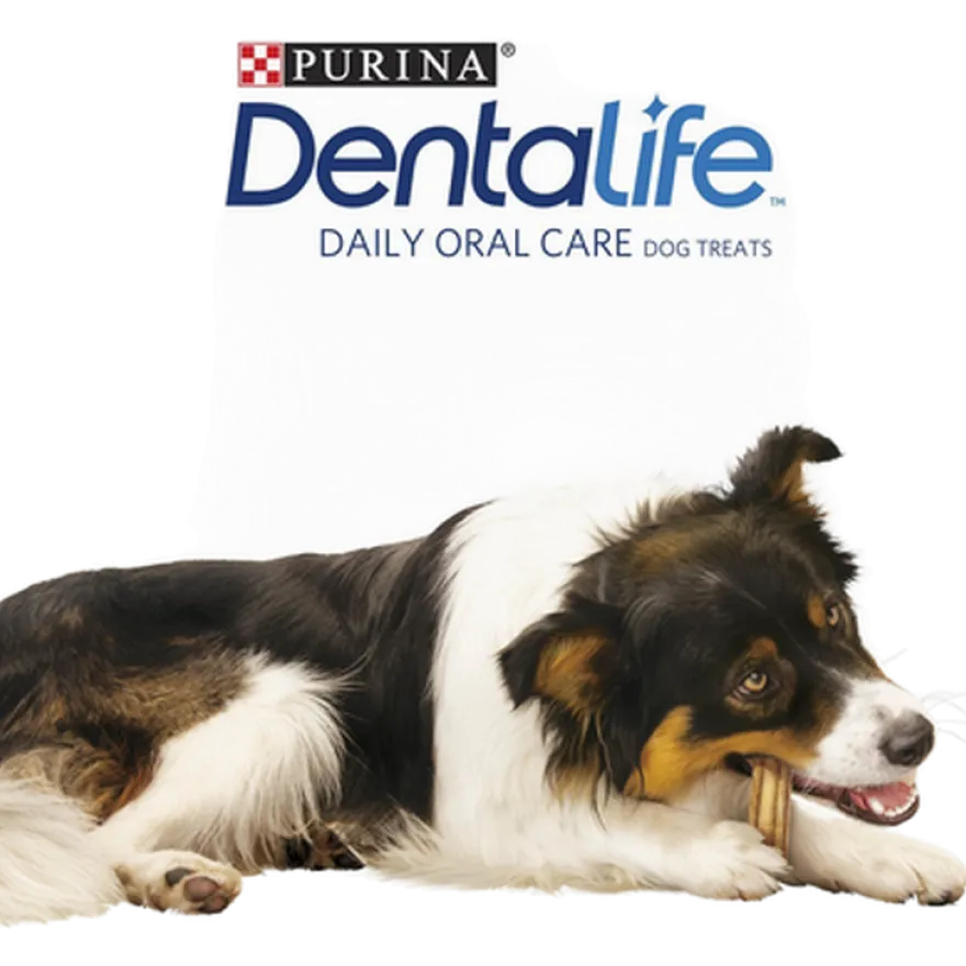 Dentalife Large 4-pakning 142 g