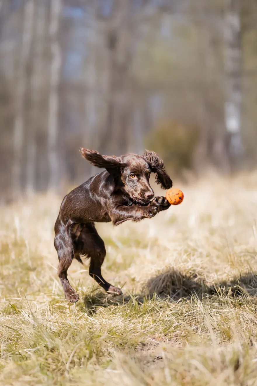 Dog ball 70X70 mm Orange/black