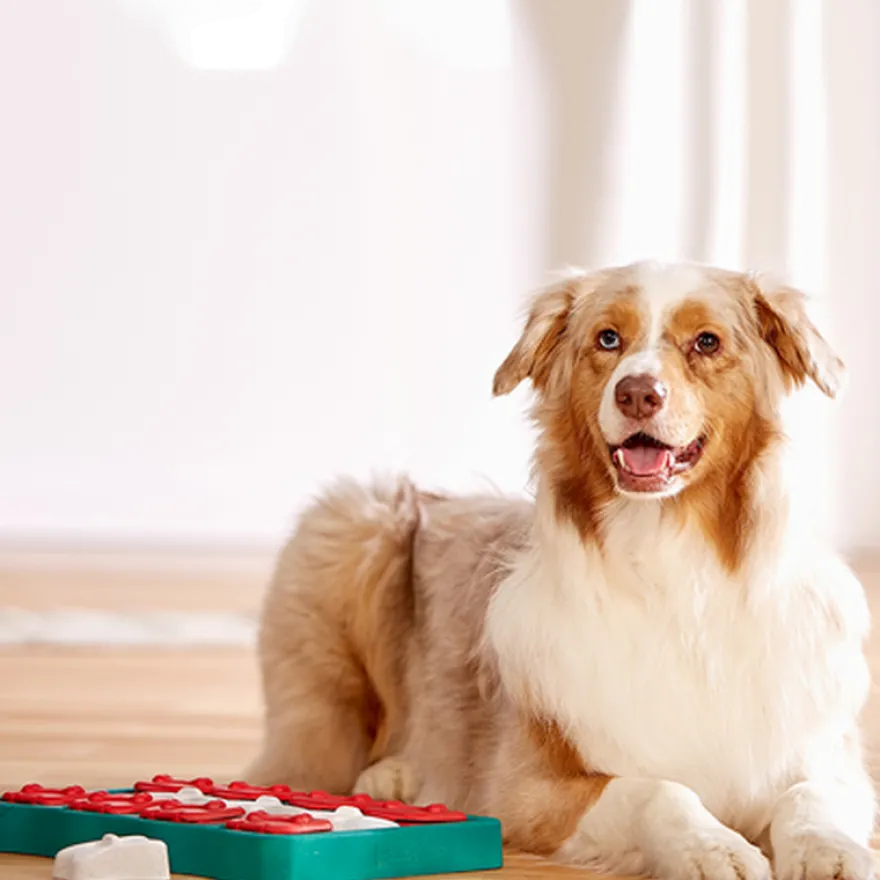 Dog Brick, nivå 2 (middels nivå) Rød 31,5 x 21 x 4 cm