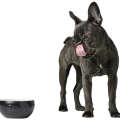 Dog & Cat Feeding Bowl Lund Ceramic White 550 ml