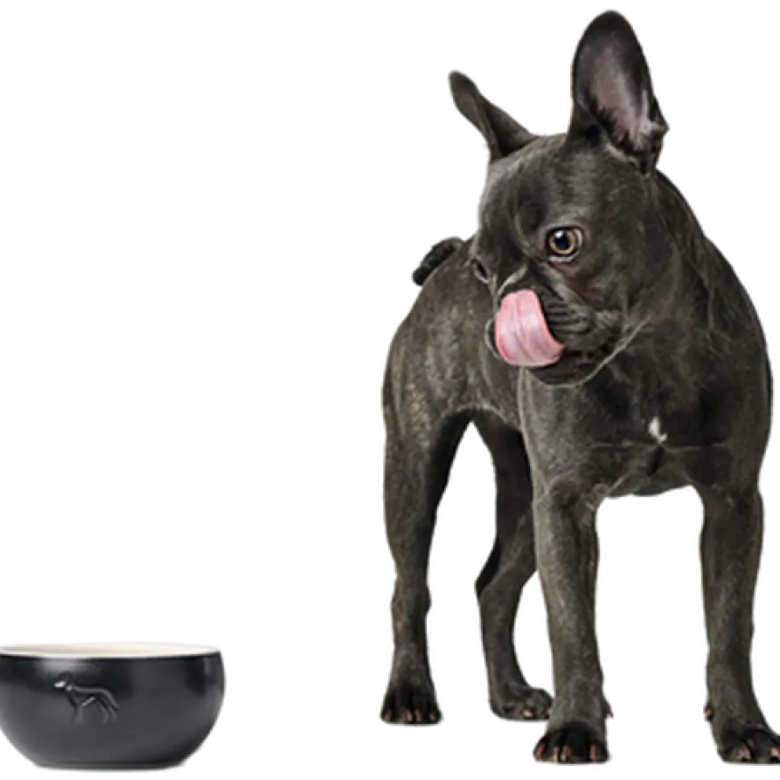 Dog & Cat Feeding Bowl Lund Ceramic Black 550 ml
