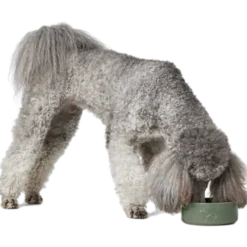 Dog & Cat Feeding Bowl Osby Ceramic Green 1100 ml