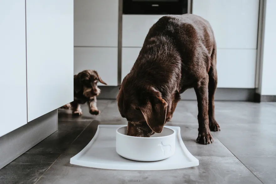 Dog & Cat Feeding Bowl Osby Ceramic Brown 550 ml