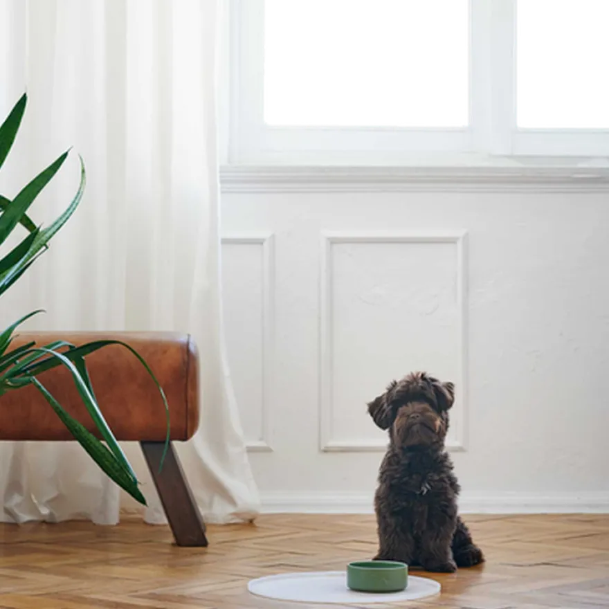 Dog & Cat Feeding Bowl Osby Ceramic Brown 550 ml
