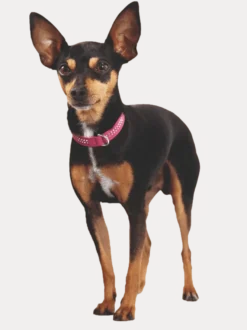 Dog Collar Diamond Petit Black 27 - Neck 20-24cm