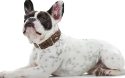 Dog Collar Porto Tobacco/Cognac 30 - Neck 21-25cm