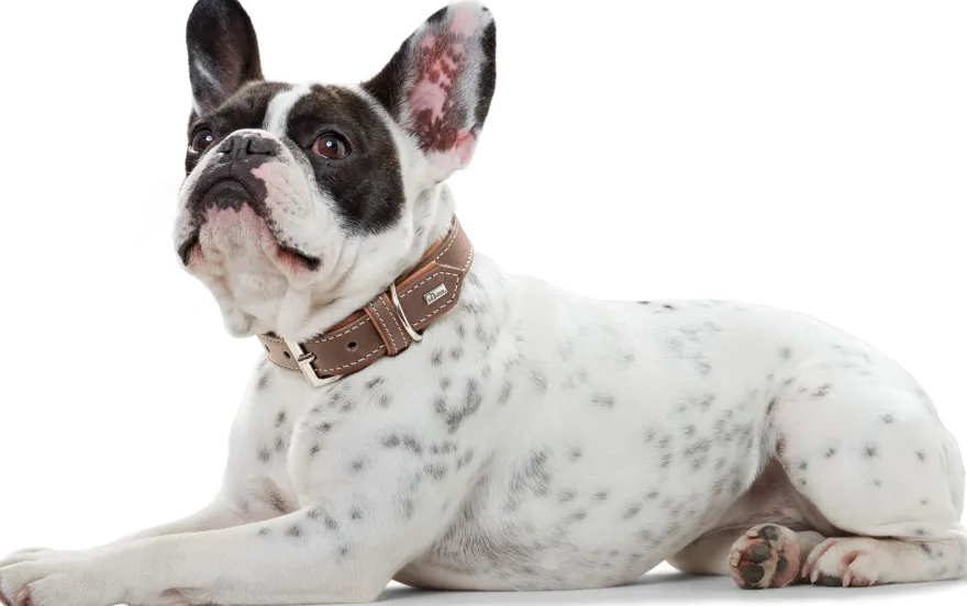 Dog Collar Porto Tobacco/Cognac 50 - Neck 37-43cm