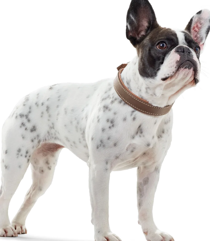 Dog Collar Porto Tobacco/Cognac 50 - Neck 37-43cm