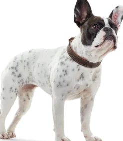 Dog Collar Porto Tobacco/Cognac 55 - Neck 42-48cm