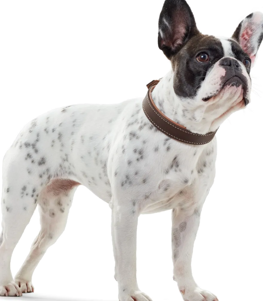 Dog Collar Porto Tobacco/Cognac 60 - Neck 46-52cm