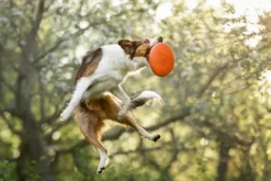 Dog flying disc one size Orange/black