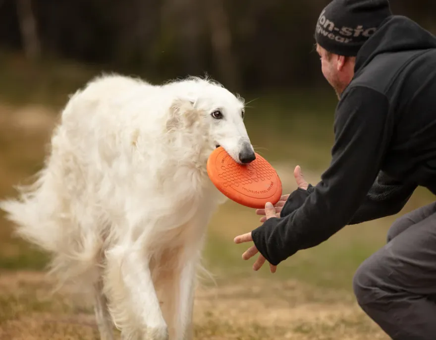 Dog flying disc one size Orange/black