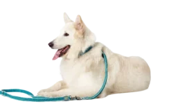 Dog Leash Training Hilo Turquoise 200 cm, 15 mm