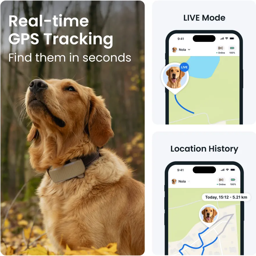DOG 6 XL GPS Brun