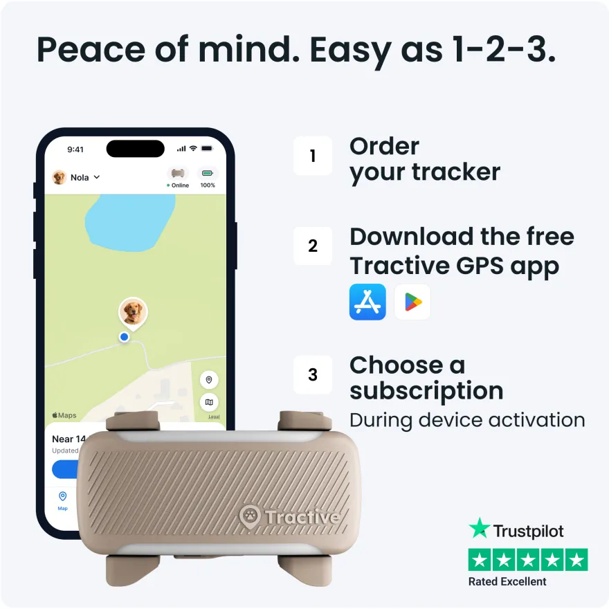 DOG 6 XL GPS Brun