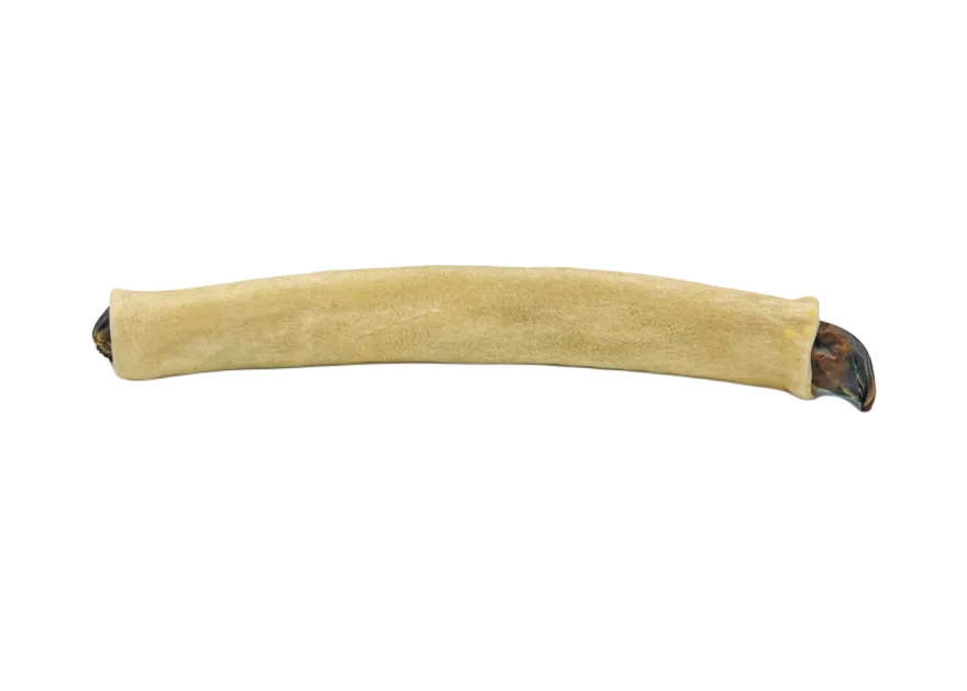 Elgkule
