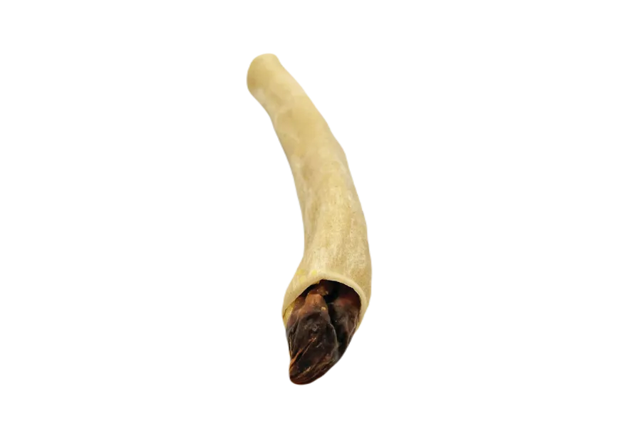 Elgkule