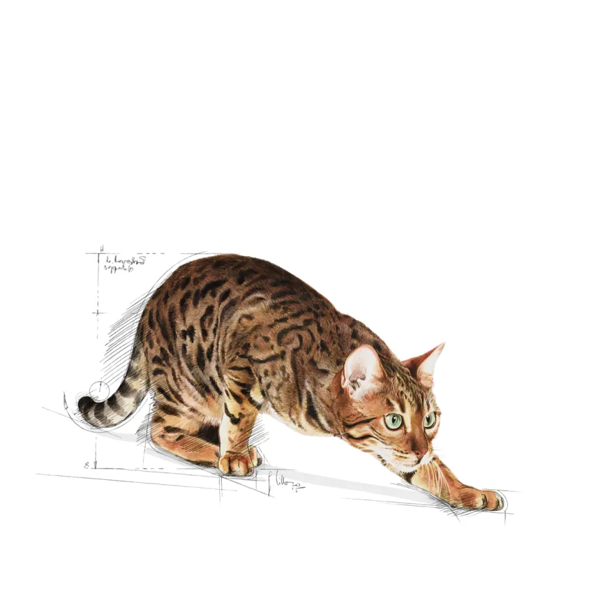 Feline Active Life Outdoor 10 kg