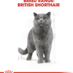 Feline britisk korthår 2 kg
