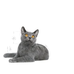 Feline Dental Care tørrfôr til katter 3,5 kg