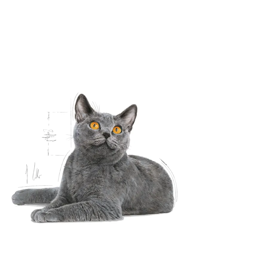 Feline Dental Care tørrfôr til katter 1,5 kg