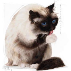Feline Hairball Care tørrfôr til katter, 10 kg