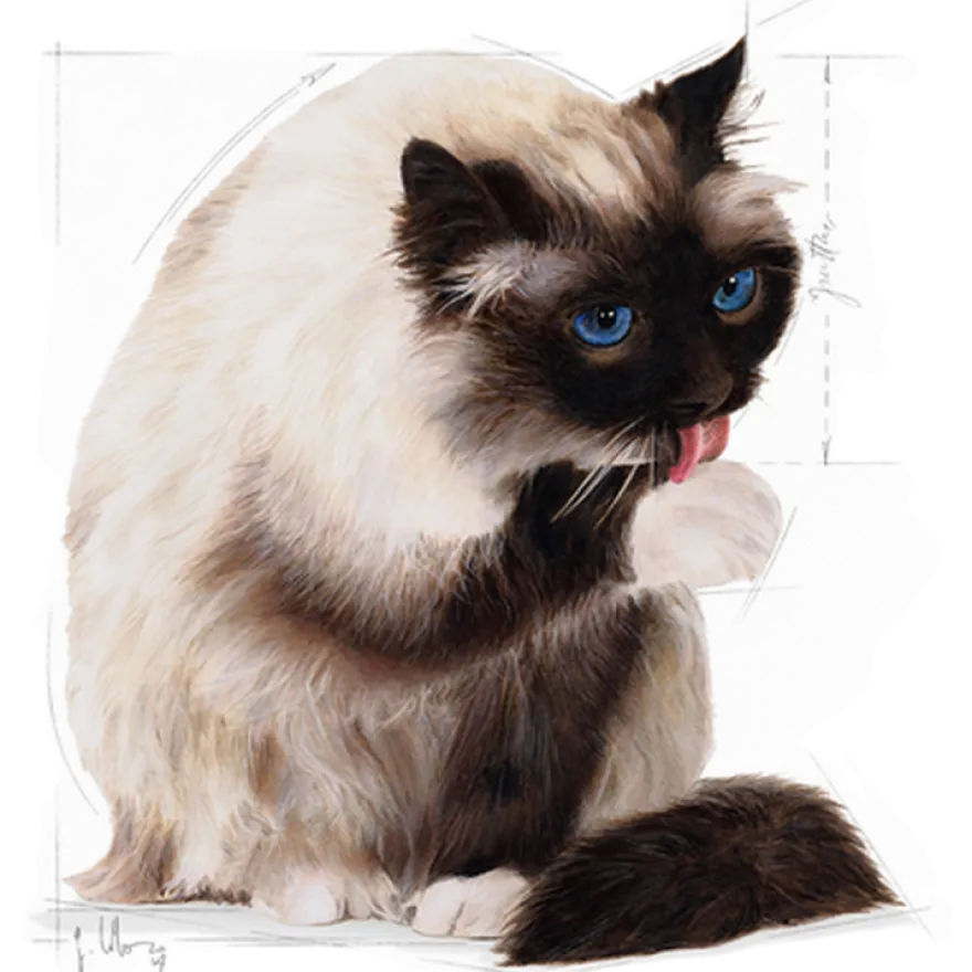 Feline Hairball Care tørrfôr til katter, 10 kg