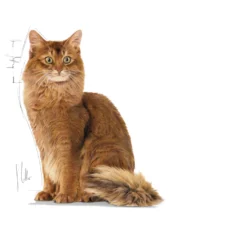 Feline Light Weight Care tørrfôr til katter 1,5 kg
