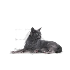 Feline Regular Sterilised +7 10 kg