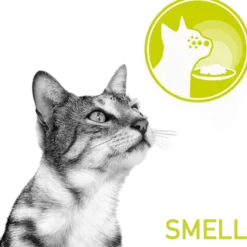 Feline Sensory Blandingsboks Saus 85g x 12 stk - porsjonsposer
