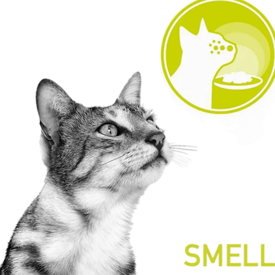 Feline Sensory Blandingsboks Saus 85g x 12 stk - porsjonsposer