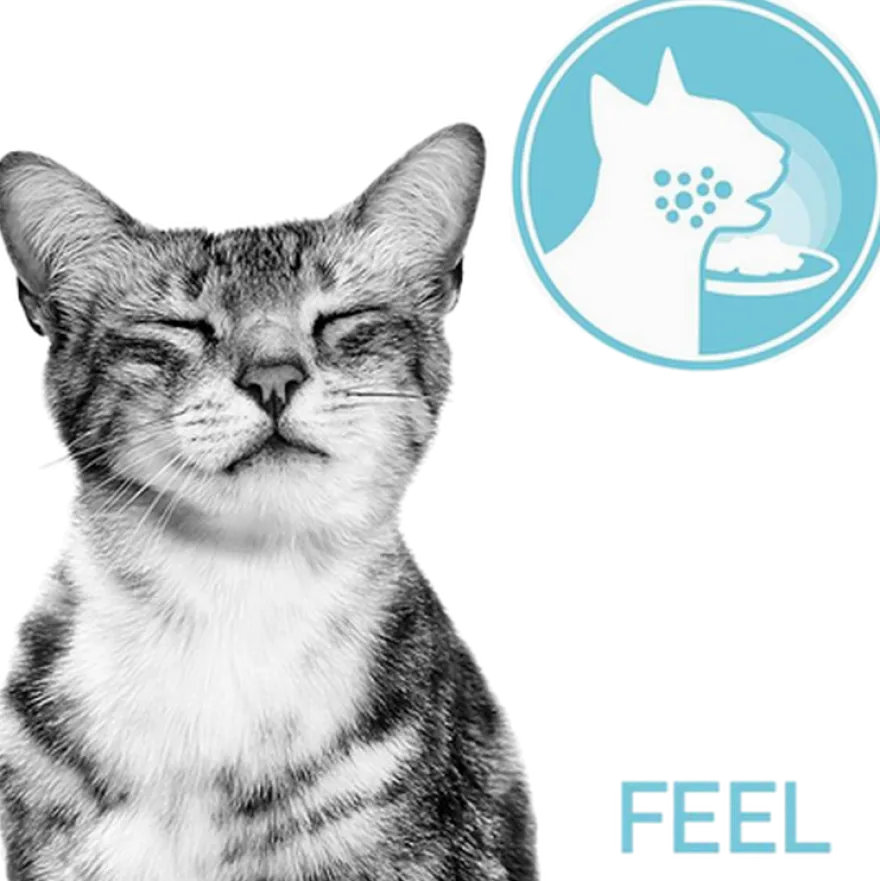 Feline Sensory Blandingsboks Saus 85g x 12 stk - porsjonsposer