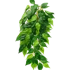 Ficus- Hanging Plant