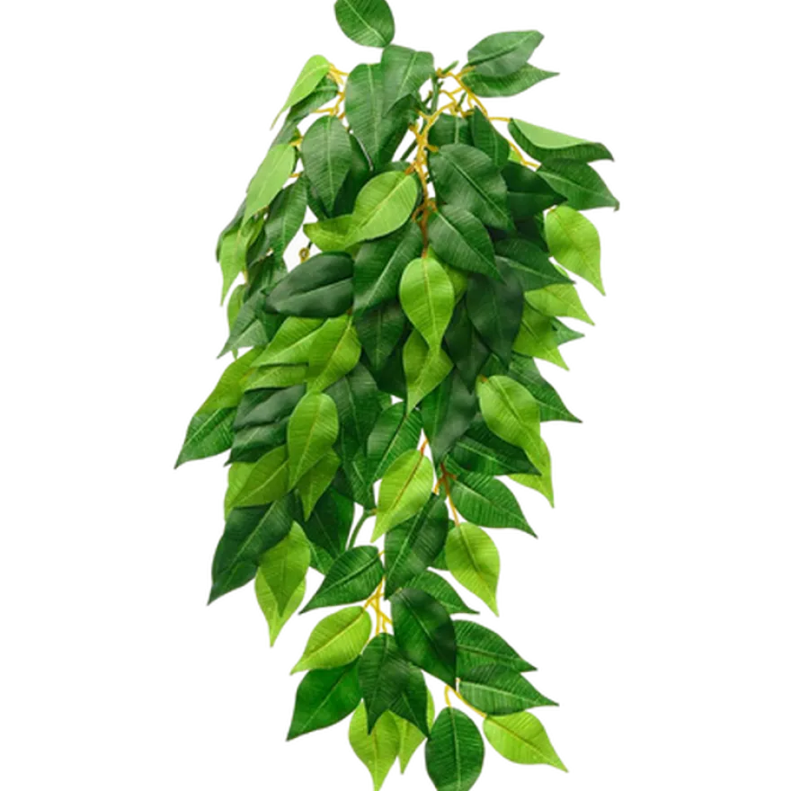 Ficus- Hanging Plant