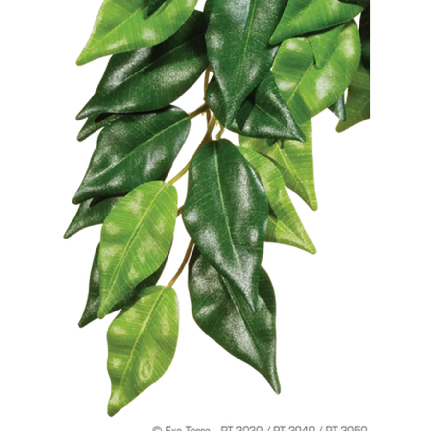 Ficus- Hanging Plant