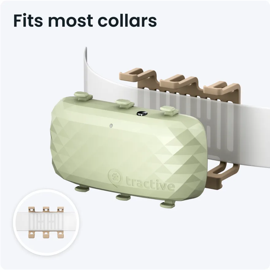 GPS DOG XL Grønn