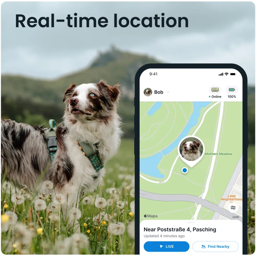 GPS DOG XL Grønn