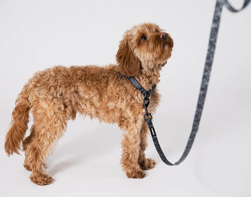 Hundehalsbånd Finessish halvstrup XS, 15 mm x 30–40 cm Mønstret