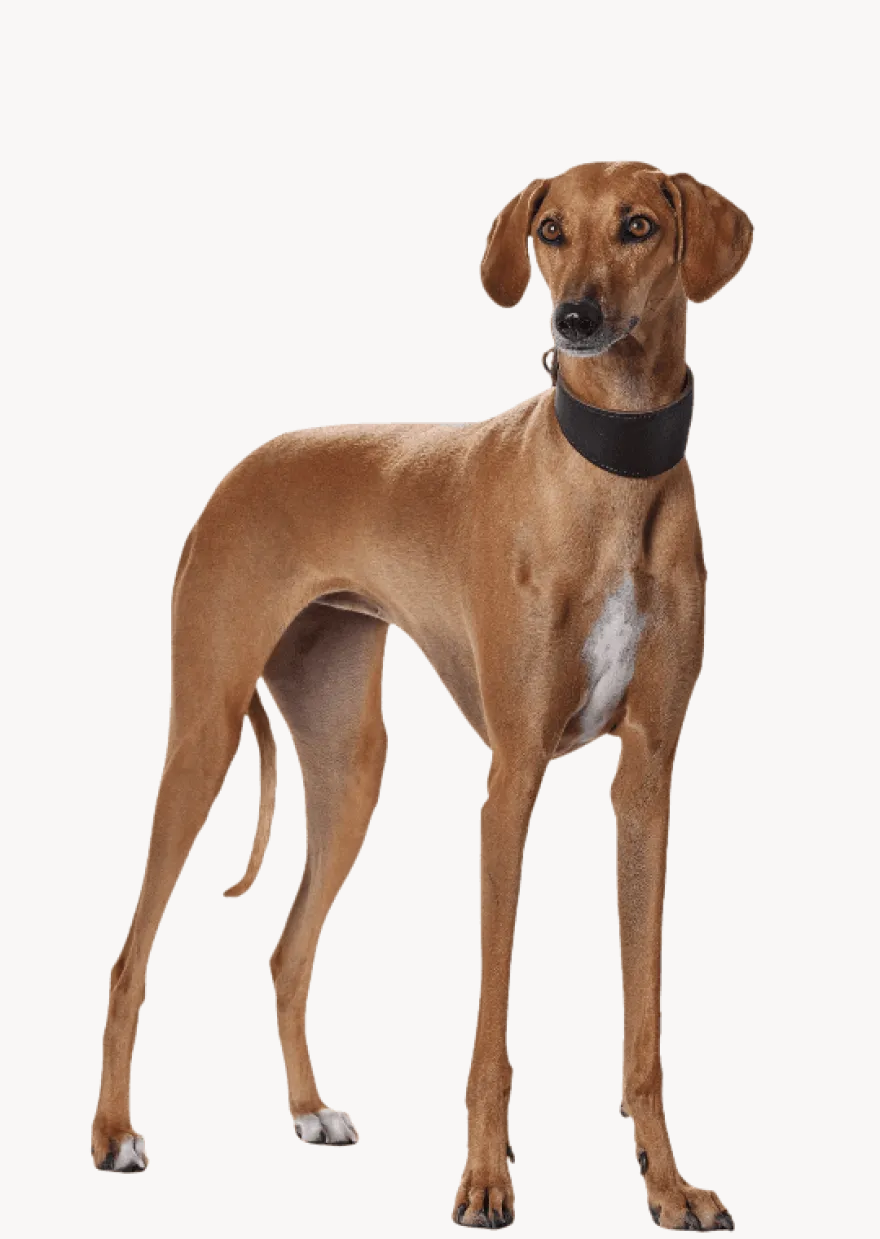 Hundehalsbånd Greyhound Super Soft Dark Brown XS 32 - Hals 25-28cm