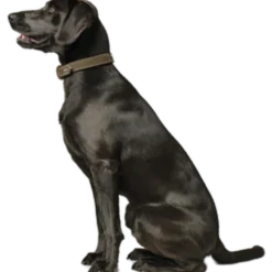 Hundehalsbånd Hunting Svart 60 - Halsmål 46-52cm