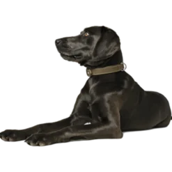 Hundehalsbånd Hunting Svart 50 - Halsmål 37-43cm