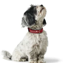 Hundehalsbånd Softie Deluxe Kunstskinn Brun/Svart XS 35cm