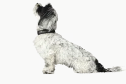 Hundehalsbånd Softie Deluxe Kunstskinn Brun/Svart XS 35cm
