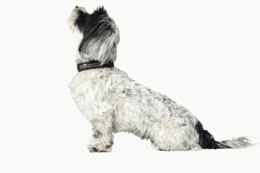 Hundehalsbånd Softie Deluxe Kunstskinn Brun/Svart XS 35cm