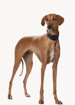 Hundhalsband Greyhound Super Soft Svart
